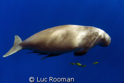 Dugong by Luc Rooman 